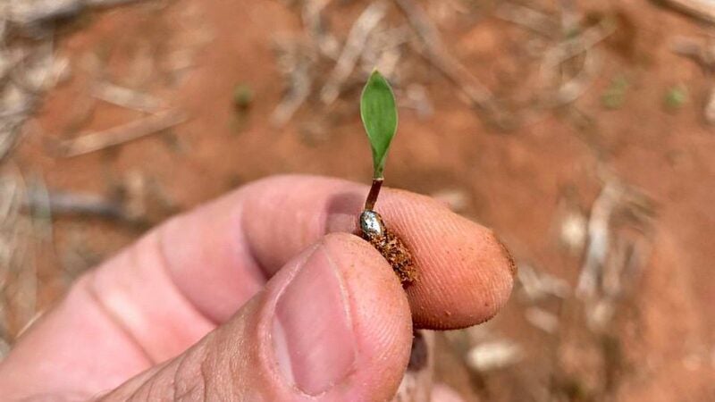 Formação de pastagem eficiente começa antes do plantio