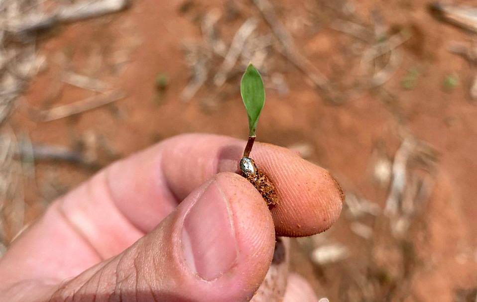 Formação de pastagem eficiente começa antes do plantio