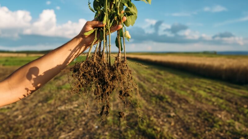 Nem químico, nem biológico: novidade contra nematoides vem de um extrato vegetal