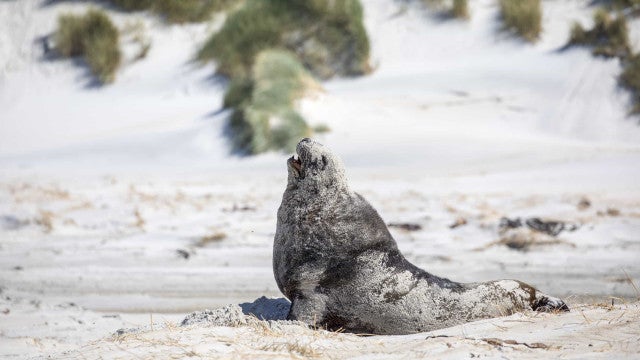 Praia de San Diego interditada ao público para proteger leões-marinhos