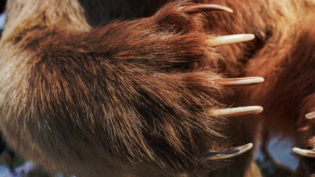 Ursa é morta a tiros na Itália; caso está gerando revolta no país