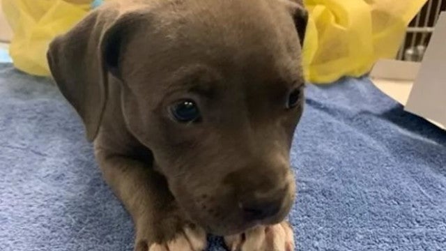 Polícia salva pitbull bebê que teve overdose por tomar fentanil dos donos