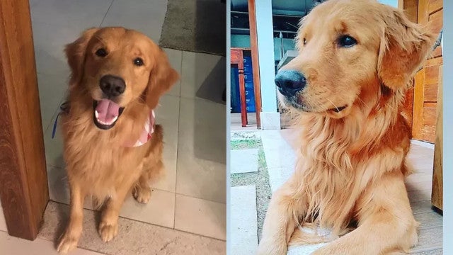 Policial militar atira e mata cachorro na frente de 3 crianças no ES
