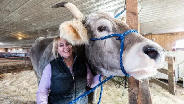 Tommy é um boi de quase dois metros (e, por isso, recordista do Guinness)