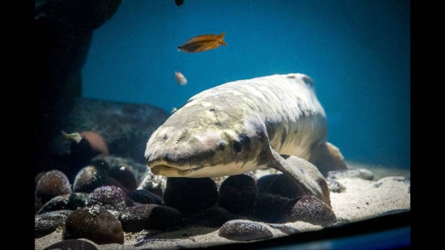 Matusalém, o peixe mais antigo em aquário do planeta