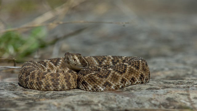Entregadora deixa encomenda e é mordida por cascavel na Florida