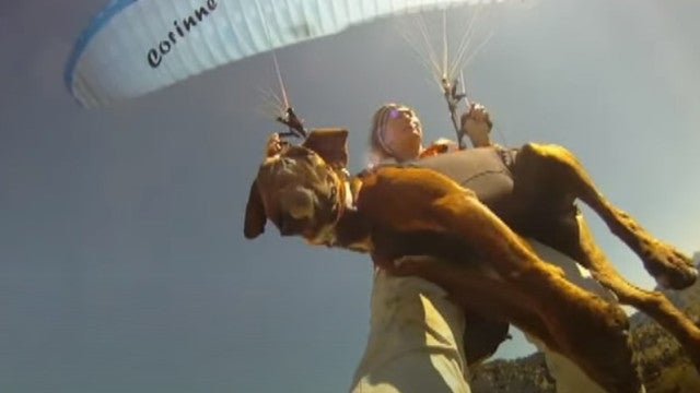 Idosa faz parapente com os cães. Já voaram mais de 500 vezes juntos