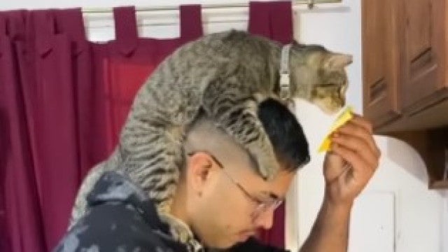 ‘Catatouille’? Vídeo mostra gato e dono a cozinharem (e internet adorou)