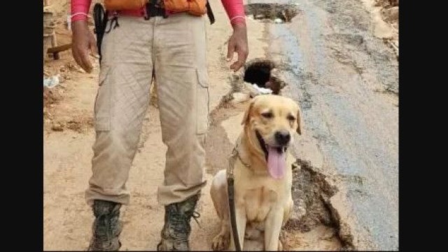 Morre Thayron, cachorro que ajudava nas buscas por desaparecidos no RS