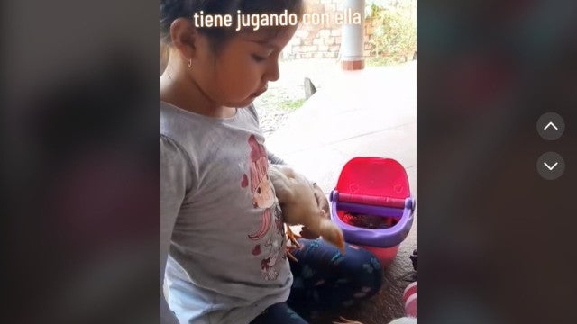 Menina brinca com galinhas e finge que são suas bonecas. Veja as imagens