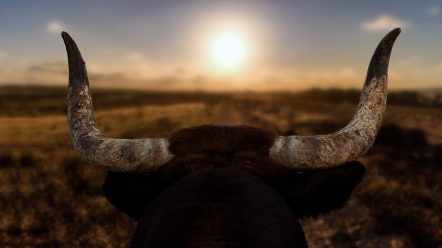Homem morre e outro fica ferido após serem chifrados por touro na Espanha