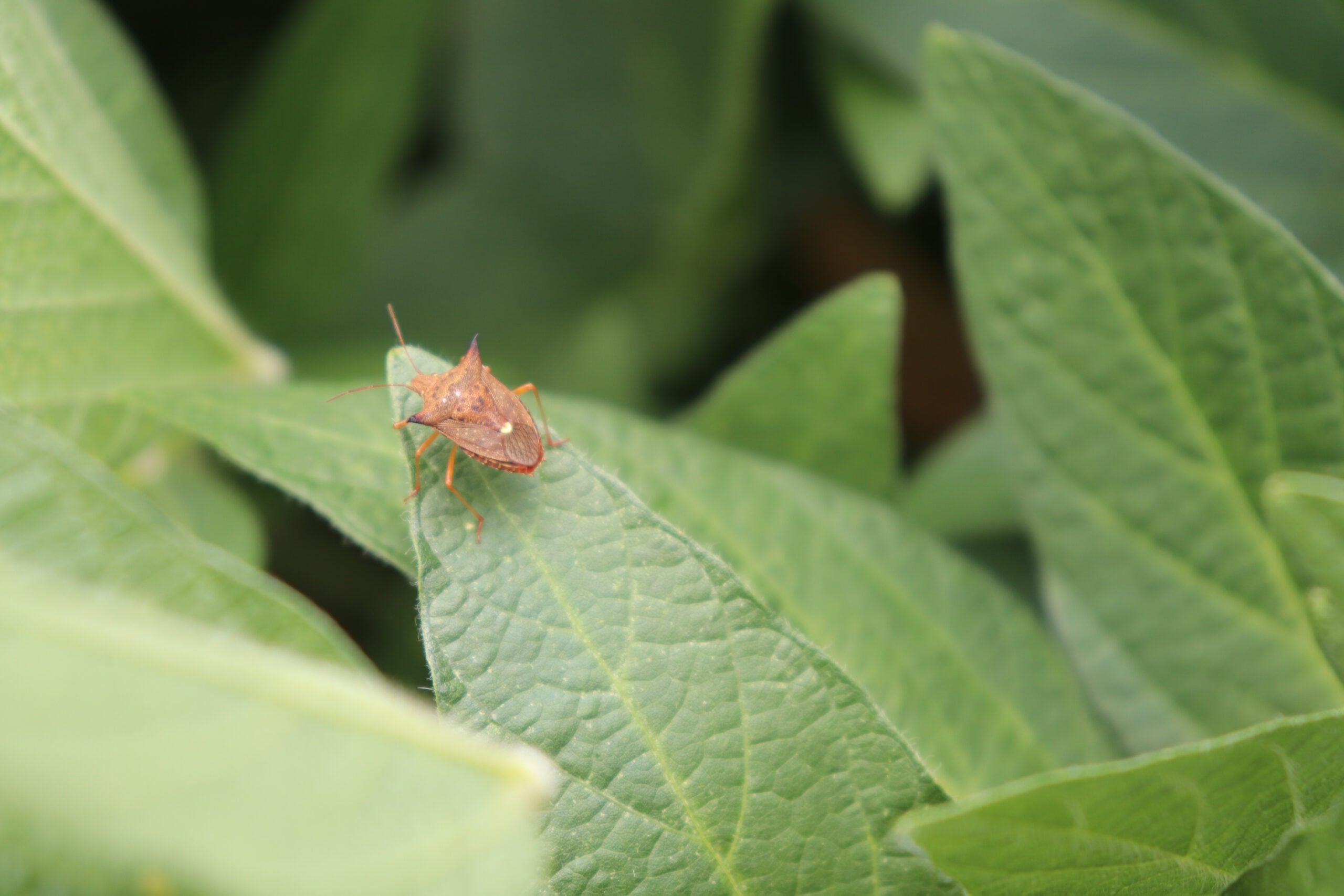 Desalojantes podem elevar em até 40% eficiência dos inseticidas