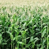 Setor agrícola brasileiro enfrenta projeções desafiadoras para a safra de milho 23/24