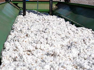 Mato Grosso tem novo recorde na exportação de algodão