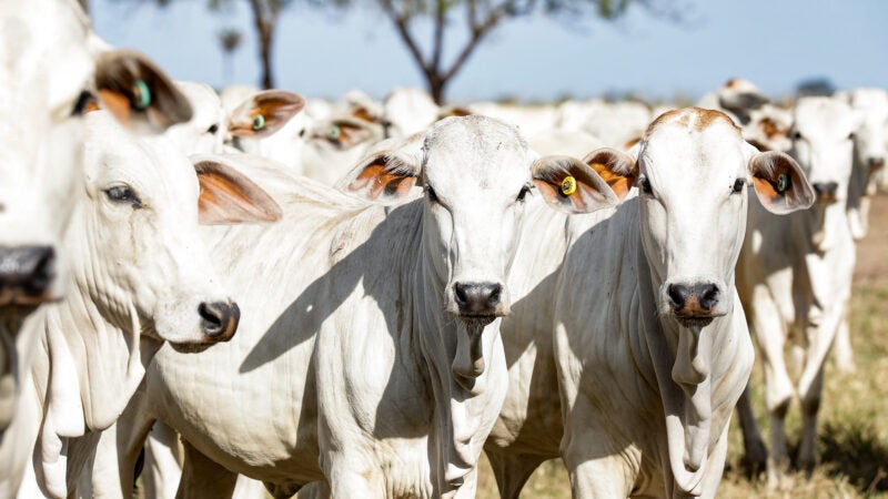 Cotação do boi gordo em Mato Grosso se recupera e média vai a R$ 189