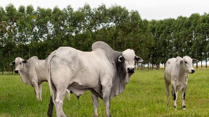 Ao aliar produção de alimentos ao bem-estar animal, Brasil se torna referência mundial