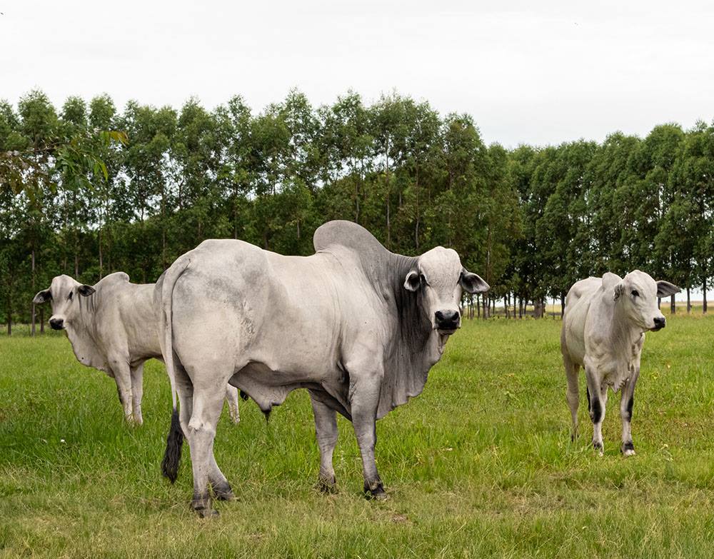 Ao aliar produção de alimentos ao bem-estar animal, Brasil se torna referência mundial