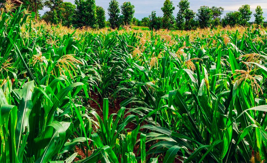 Atraso no plantio de soja da safra 23/24 pode impactar safra de milho em Mato Grosso