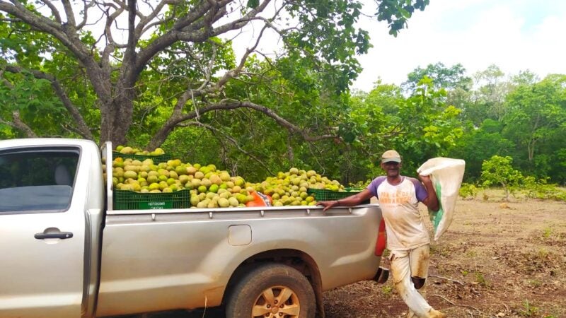 Maior produtor de pequi de MT, Ribeirão Cascalheira tem produção e comercialização acompanhadas pela Empaer