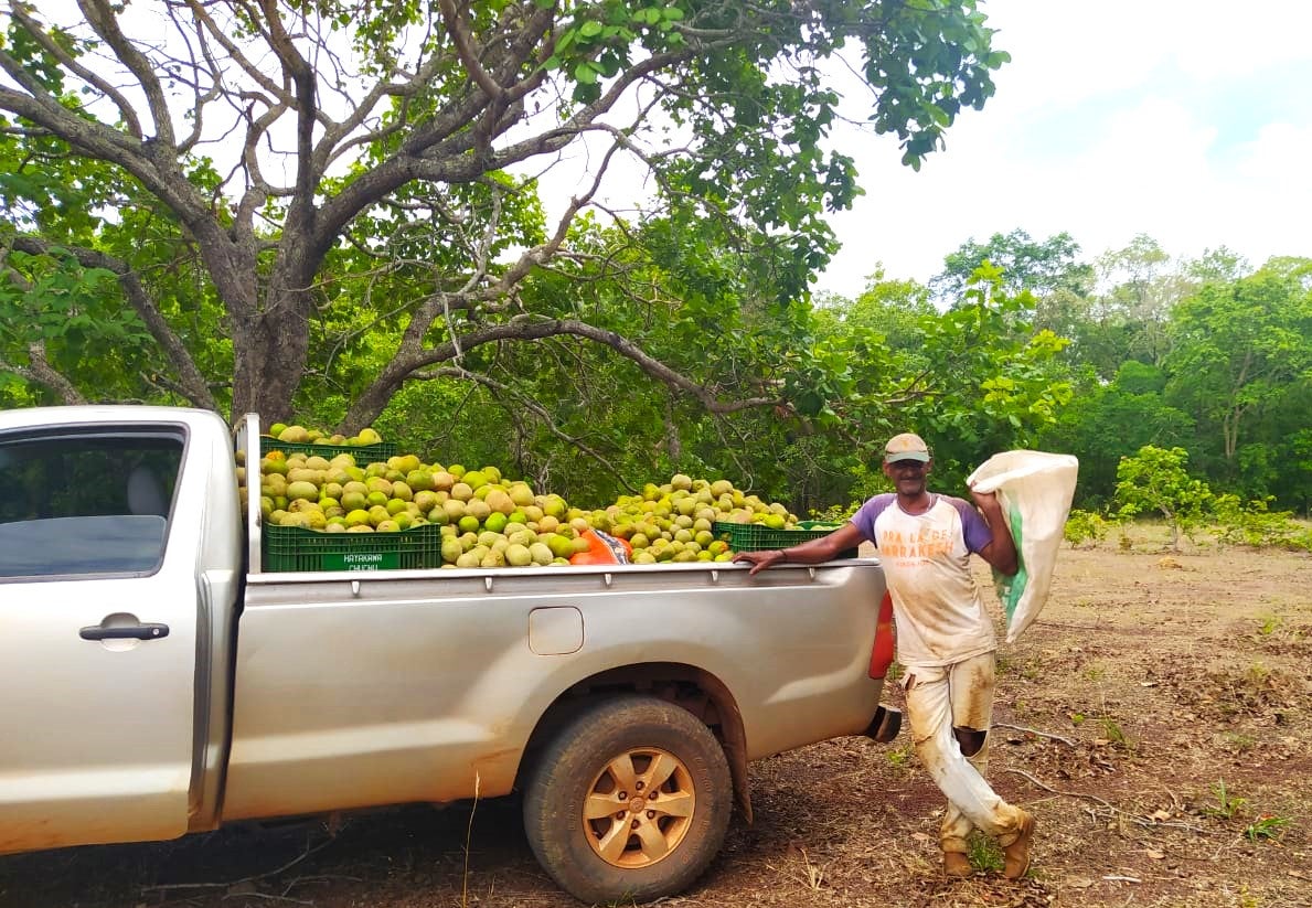 Município com maior produção de pequi de Mato Grosso inicia colheita; renda estimada de R$ 350 mil