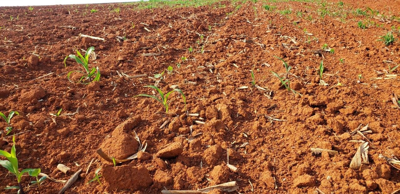 Falta de chuvas e calor preocupam produtor e podem ameaçar desenvolvimento da nova safra, alerta presidente da Aprosoja-MT