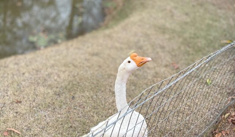 Santuário da natureza proporciona contato com os animais e culinária rural