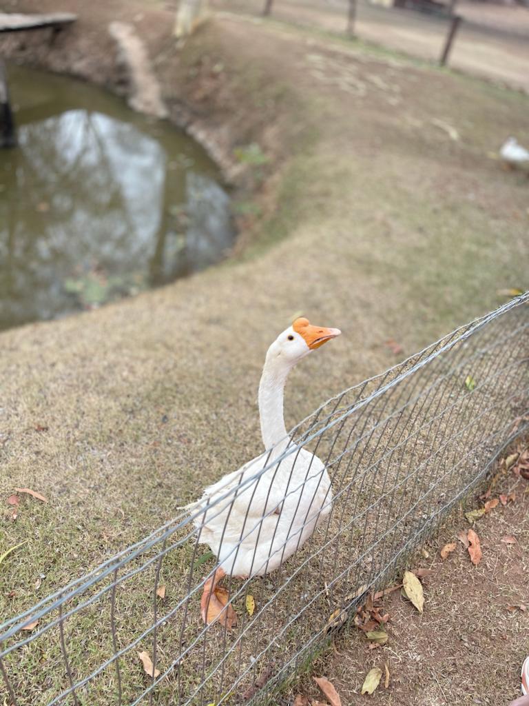 Santuário da natureza proporciona contato com os animais e culinária rural