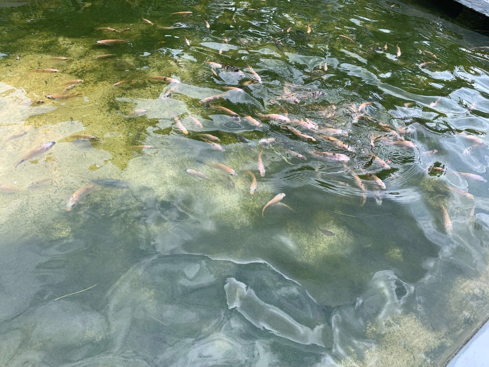 Atenção com a qualidade da água deve ser constante na tilapicultura