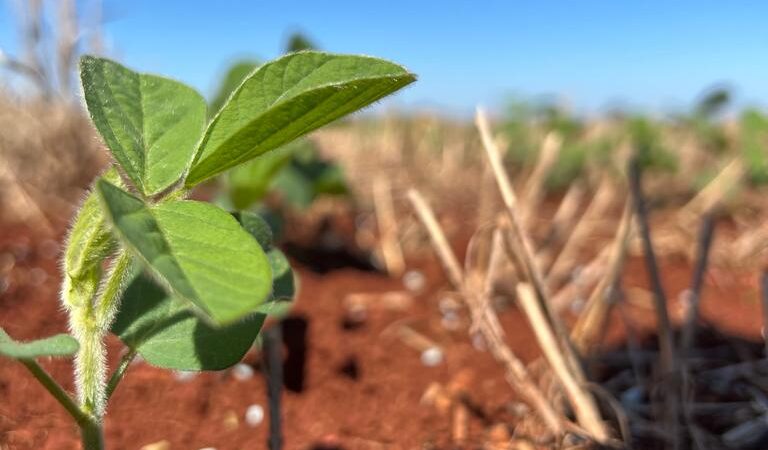 Produtores elevam a produtividade de soja e trigo com incremento de boro, cálcio e enxofre no manejo