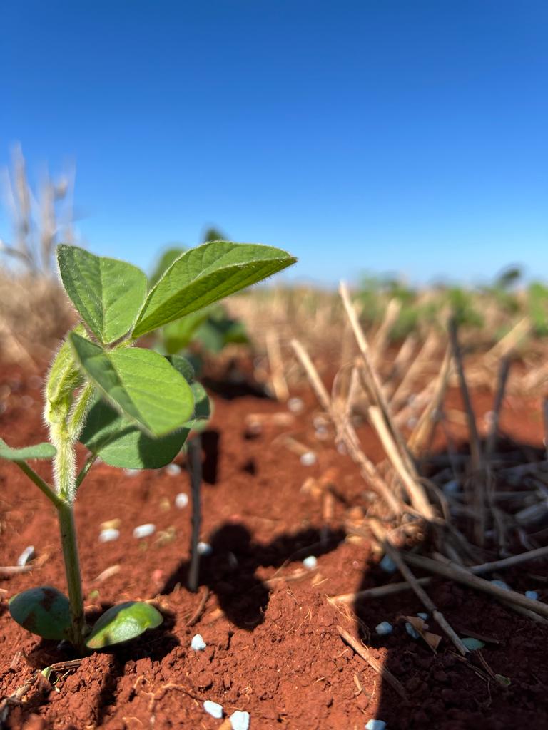 Produtores elevam a produtividade de soja e trigo com incremento de boro, cálcio e enxofre no manejo