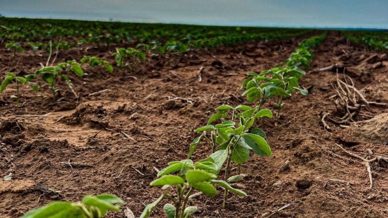 Empresa segue com plano de crescimento em sementes de soja