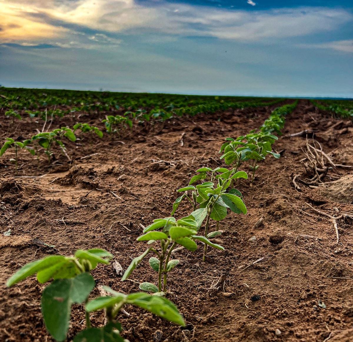 Empresa segue com plano de crescimento em sementes de soja