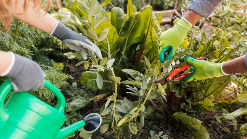 A arte da jardinagem vai muito além da estética