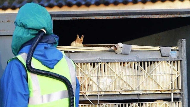 Agricultura confirma mais um caso de gripe aviária em ave silvestre; total sobe para 120