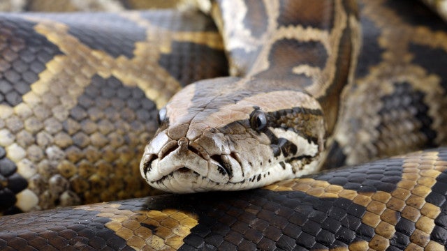 Píton de 7 metros e 136 quilos é capturada com cabra dentro do estômago na Malásia