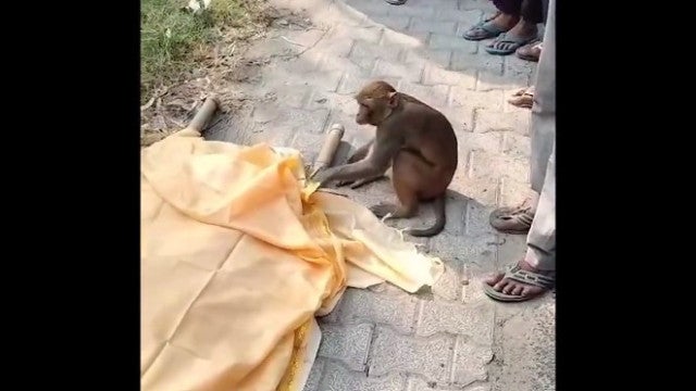 Macaco "inconsolável" após morte de amigo humano; vídeo emocionante