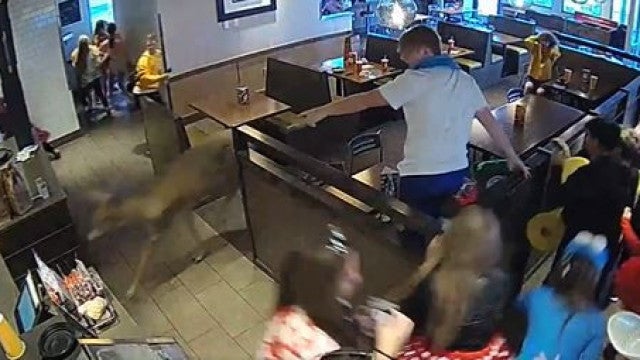 Veado invade restaurante lotado nos EUA e assusta clientes; assista