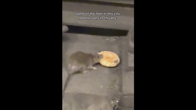 Viralizou: Rato divide donut com ‘amigo’ e ‘derrete’ a Internet