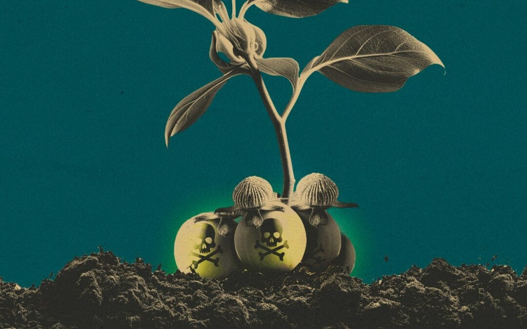 Sementes transgênicas em terras indígenas são uma ameaça para os povos indígenas e para biodiversidade