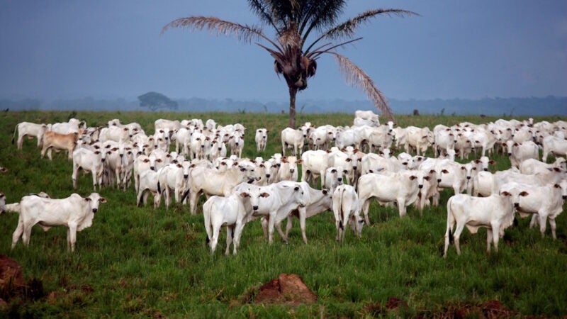 Produtores de Mato Grosso devem informar rebanho ao Indea a partir de quarta-feira