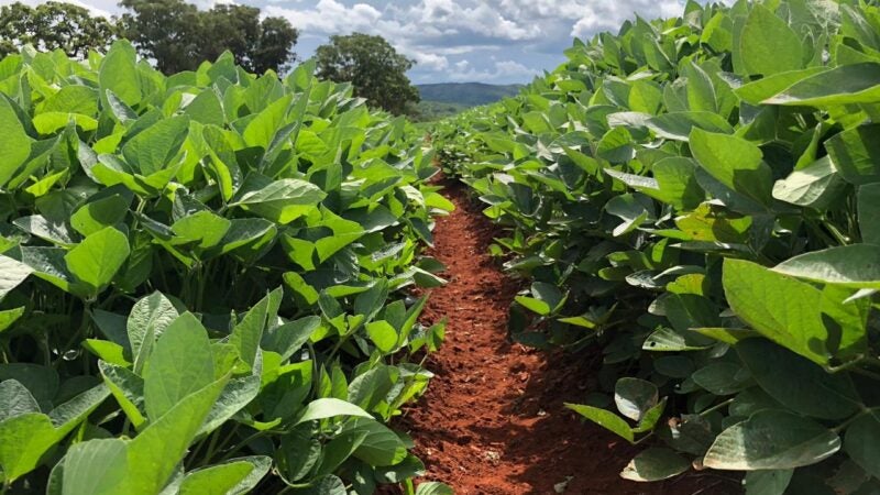 Bactérias inteligentes são aliadas dos produtores na regeneração de solo