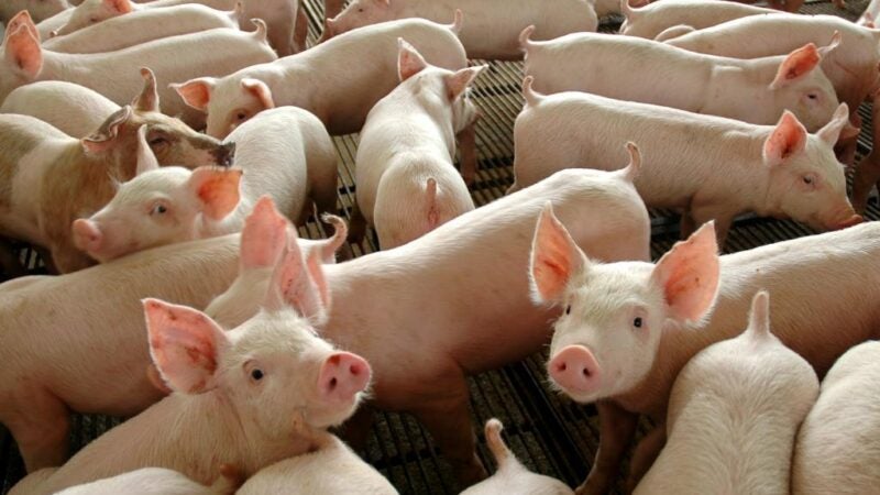 Preço do suíno pago ao produtor em Mato Grosso sobe 3,2%