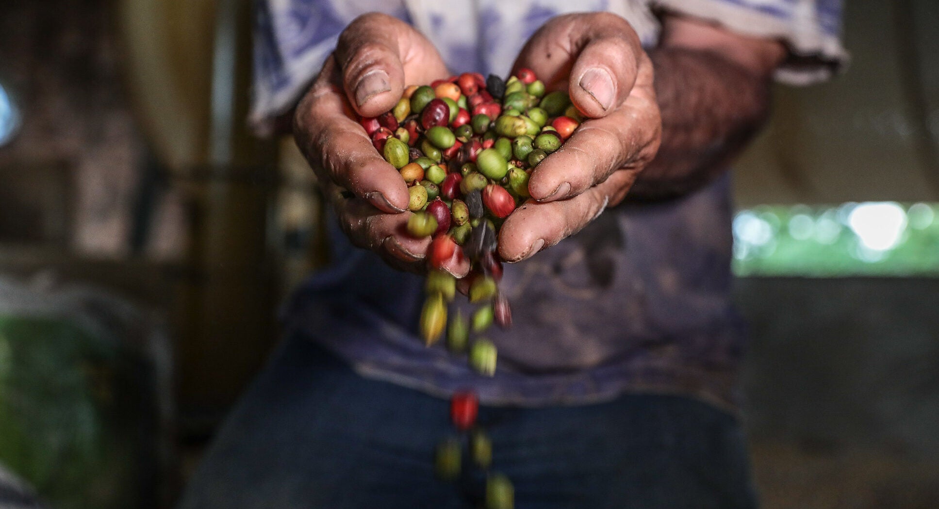 Produção de café tem aumento de 102% em quatro anos no Mato Grosso