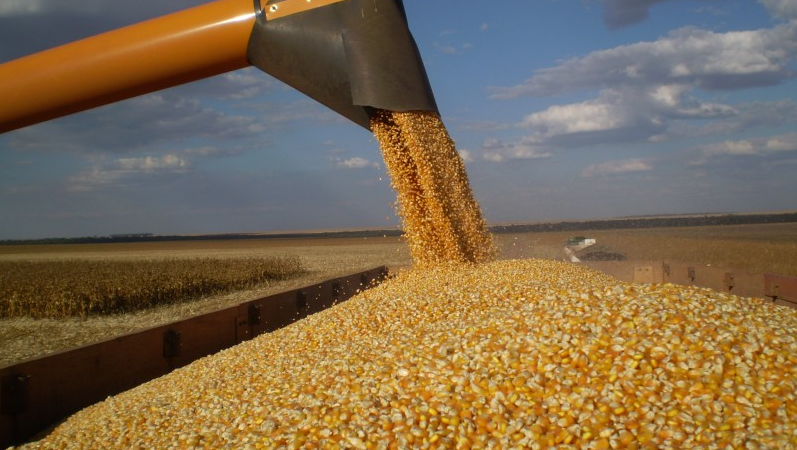 Preço do milho disponível em Mato Grosso sobe e média vai a R$ 34