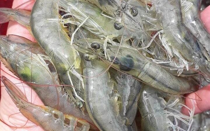 Inovações tecnológicas aceleram o crescimento da aquicultura no Brasil