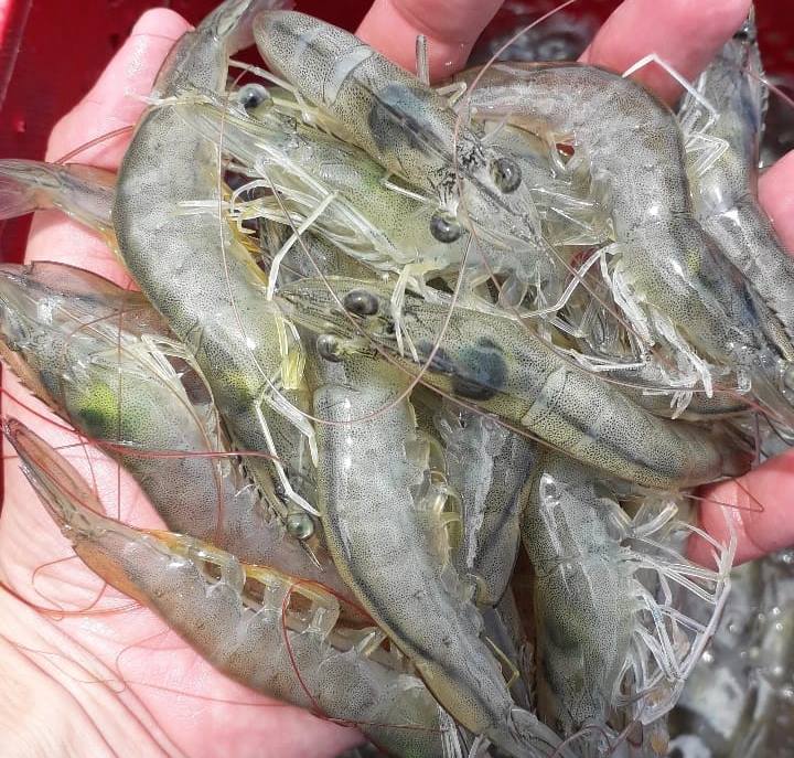 Inovações tecnológicas aceleram o crescimento da aquicultura no Brasil