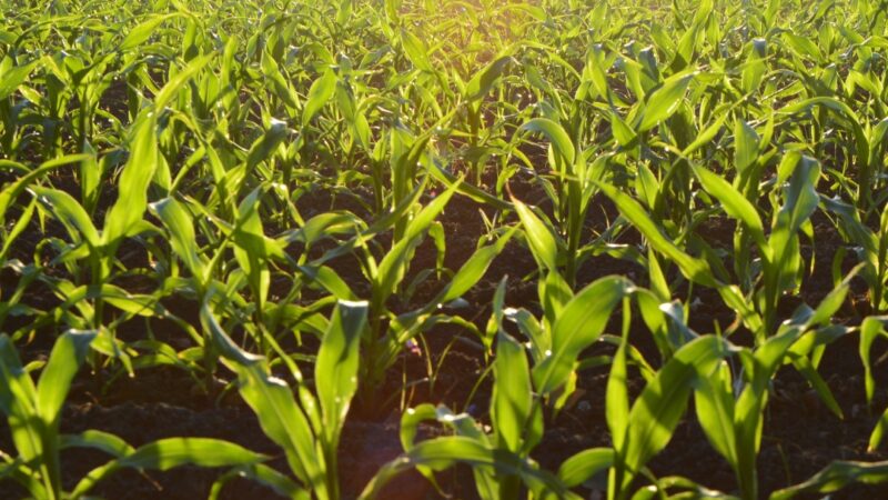 Campeões de produtividade no milho inverno 2023 são revelados