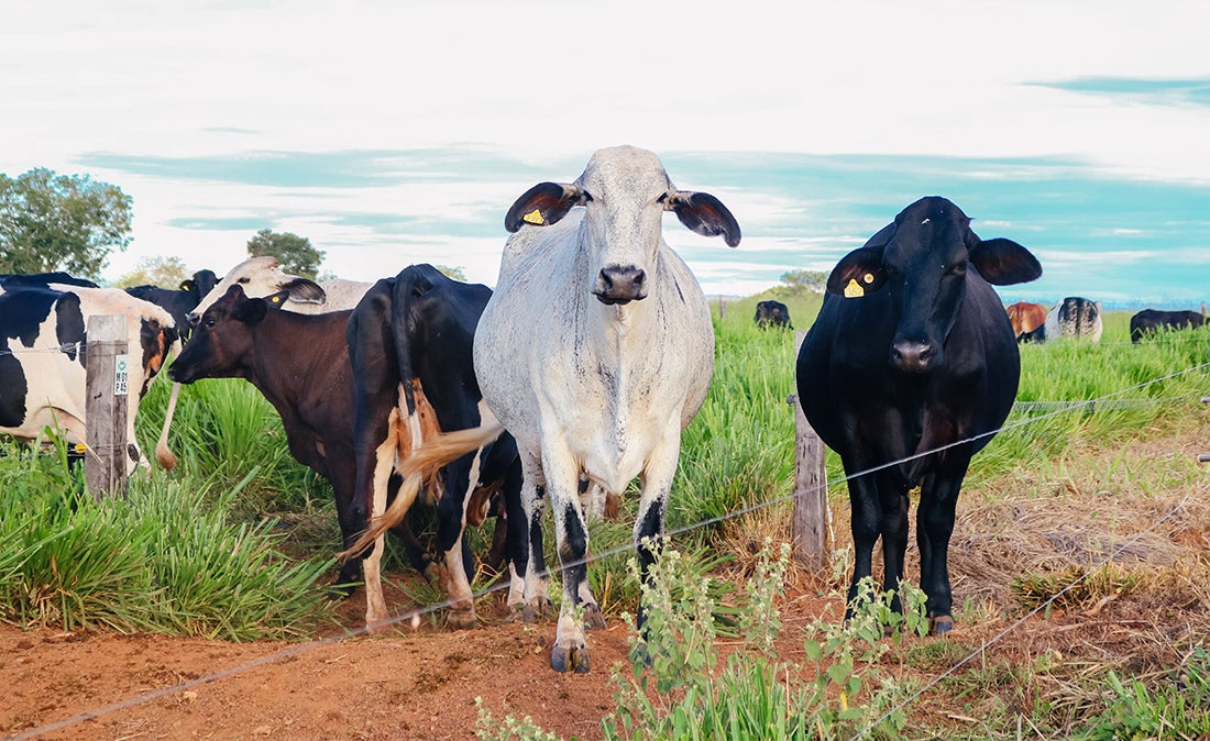 Indea prorroga campanha para atualização de estoque de rebanho em Mato Grosso