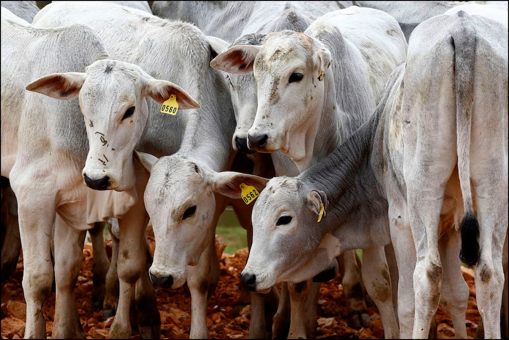 Indea diz que apenas 42% dos produtores atualizaram rebanho em Mato Grosso; campanha segue até 4ª