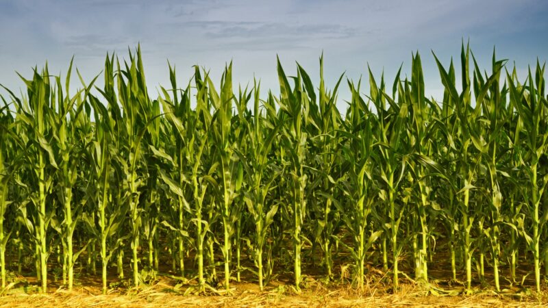 Fórum Getap Inverno apresentará os campeões de produtividade no milho de 2023